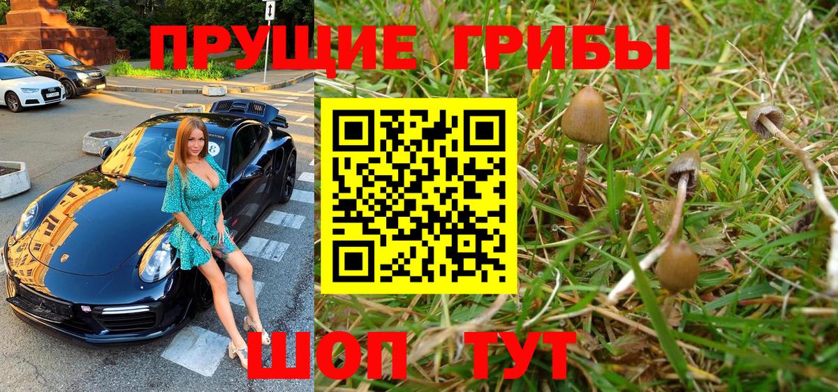 Галлюциногенные грибы Psilocybine cubensis Подольск